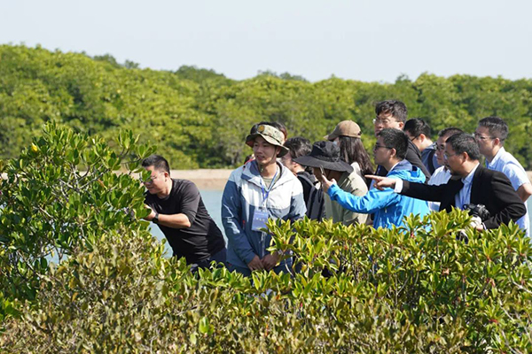 儋州新盈紅樹林國(guó)家濕地公園